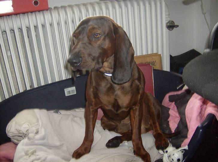 Bayersk vildtsporhund Thor <'3 - Thor I Seppo´s Hundekurv <3. Foto: Kira jensen. billede 14