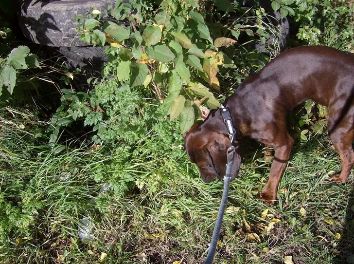Bayersk vildtsporhund Thor <'3 - Oppe Ved Garasen <3 Foto: Kira Jensen ^´´^ billede 15