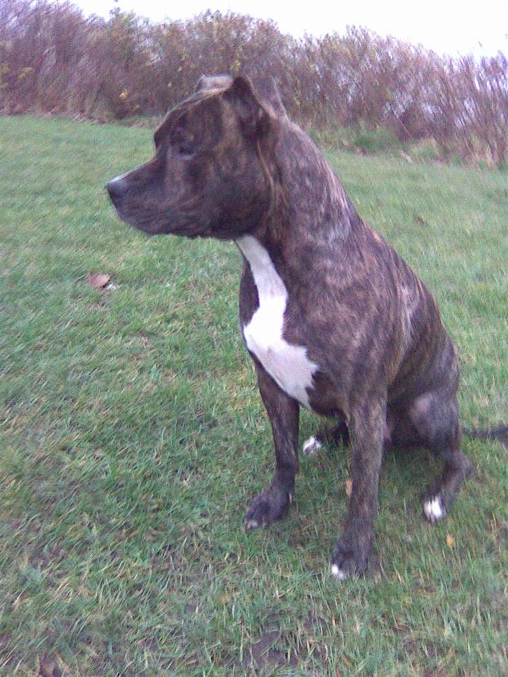Amerikansk staffordshire terrier TILLE ***RIP*** billede 7