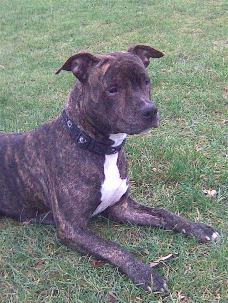 Amerikansk staffordshire terrier TILLE ***RIP*** billede 8