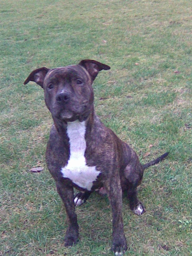 Amerikansk staffordshire terrier TILLE ***RIP*** billede 9