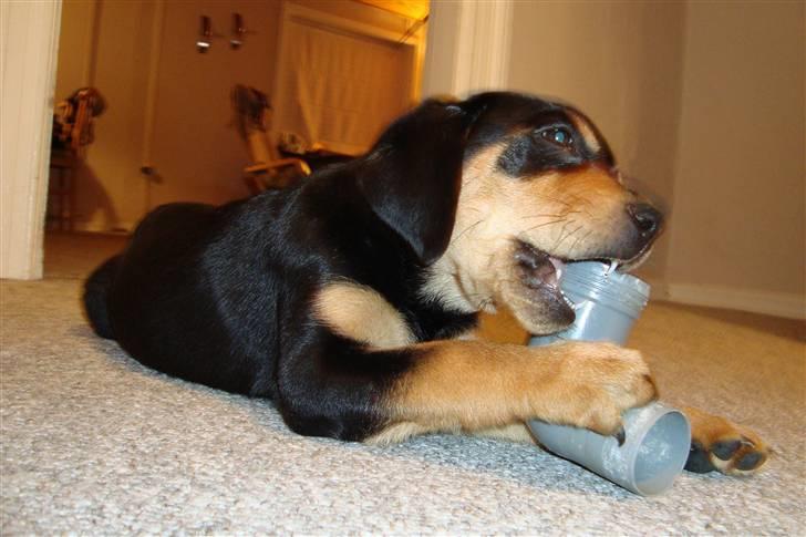 Blanding af racer Samson billede 1