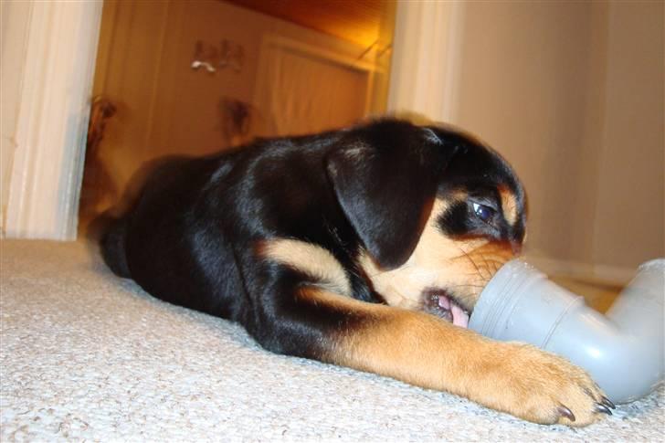 Blanding af racer Samson billede 2