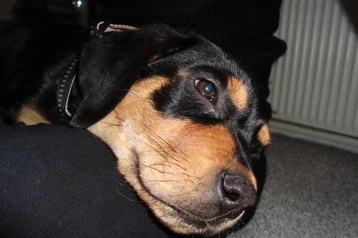 Blanding af racer Samson billede 3