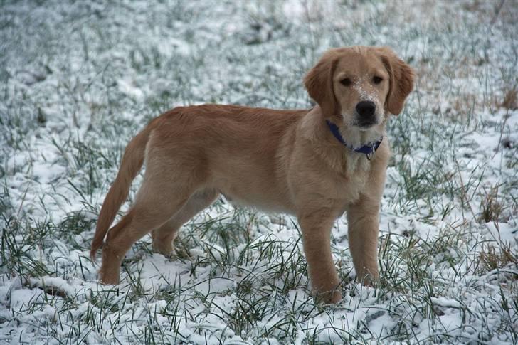 Golden retriever Dumle billede 11