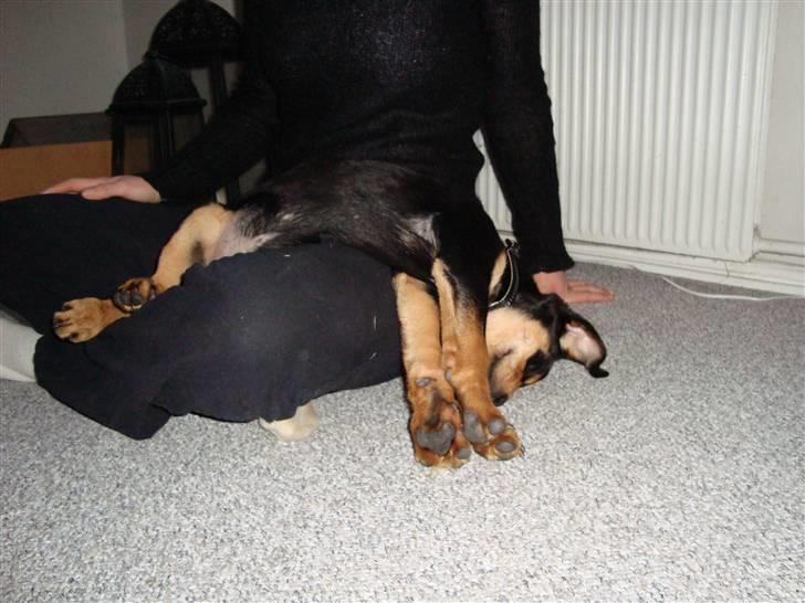 Blanding af racer Samson billede 4