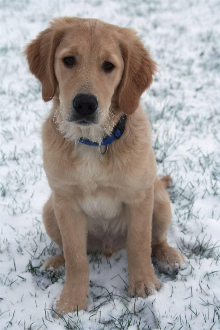 Golden retriever Dumle billede 12