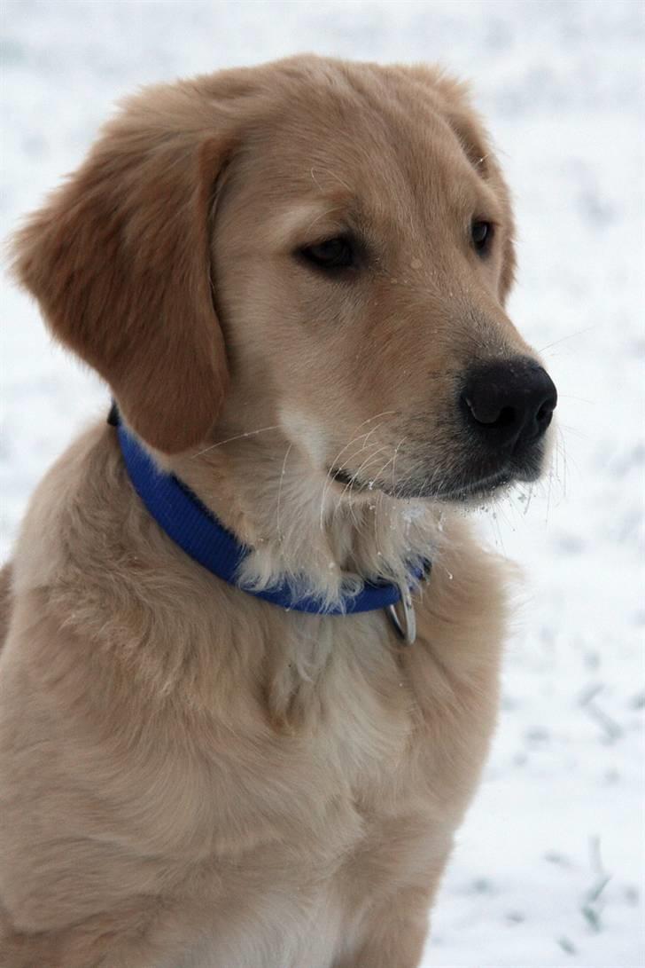 Golden retriever Dumle billede 13