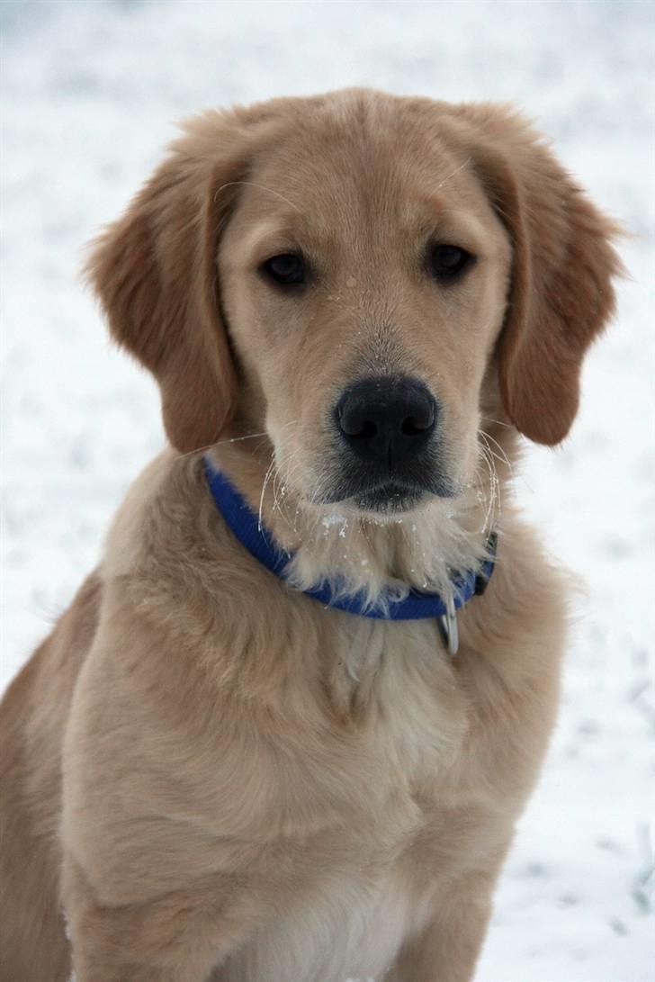 Golden retriever Dumle billede 14