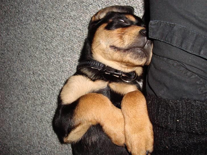 Blanding af racer Samson billede 5