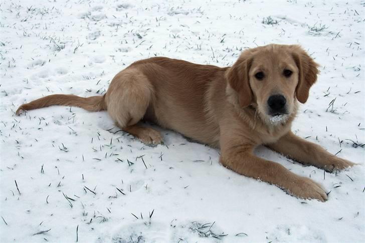 Golden retriever Dumle billede 15