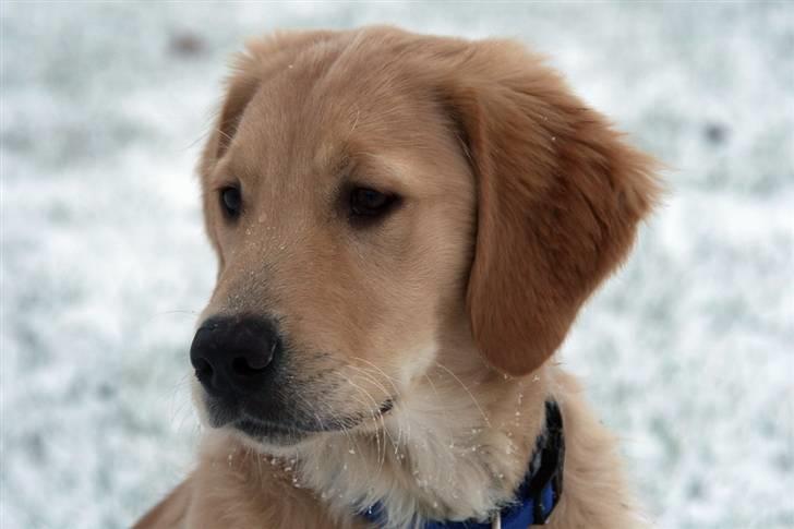 Golden retriever Dumle billede 16