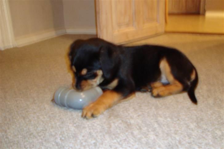 Blanding af racer Samson billede 6