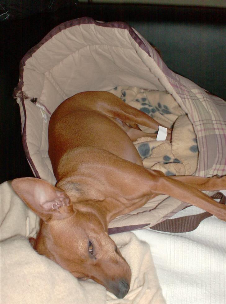 Blanding af racer Chili billede 13