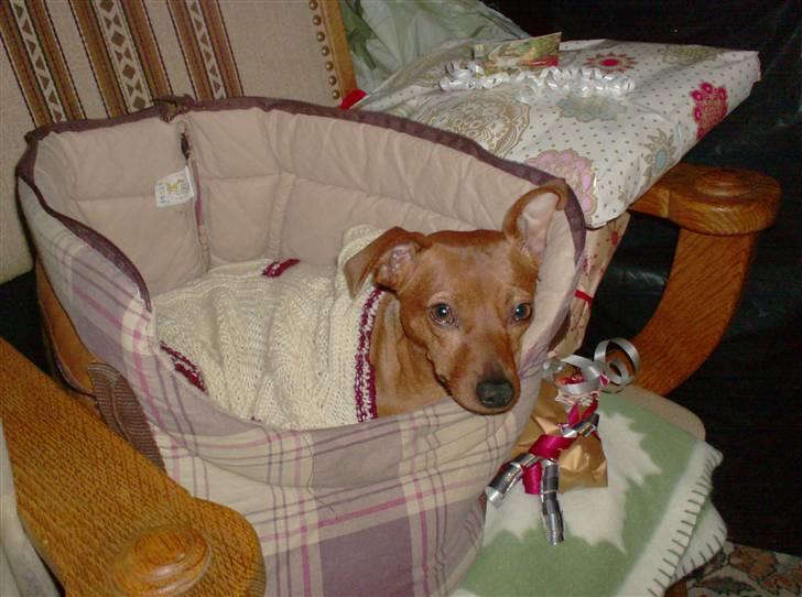 Blanding af racer Chili billede 14