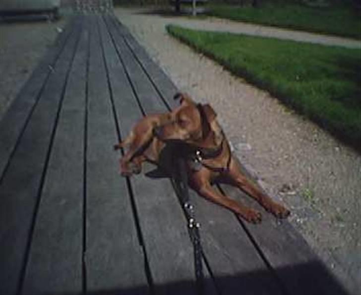 Blanding af racer Chili billede 15