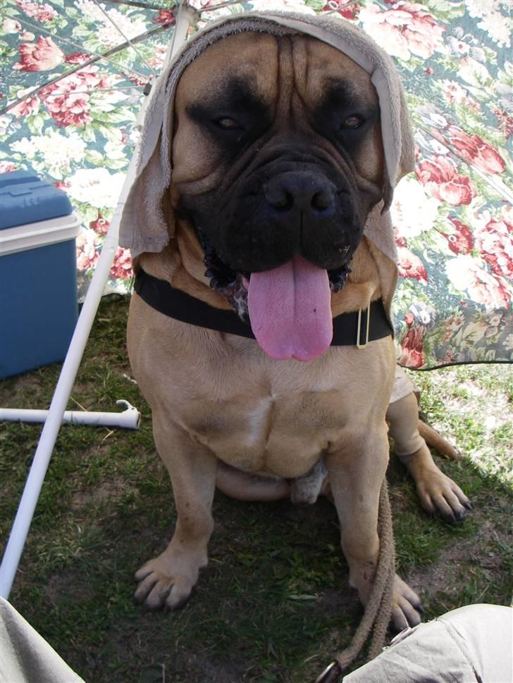 Bullmastiff Brak's nero - beduinen på udstilling en VARM sommerdag billede 16