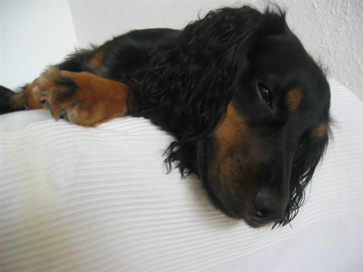 Field Trial spaniel Kenzo billede 8