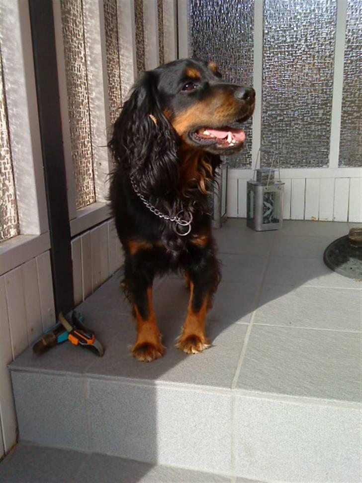 Field Trial spaniel Kenzo billede 9