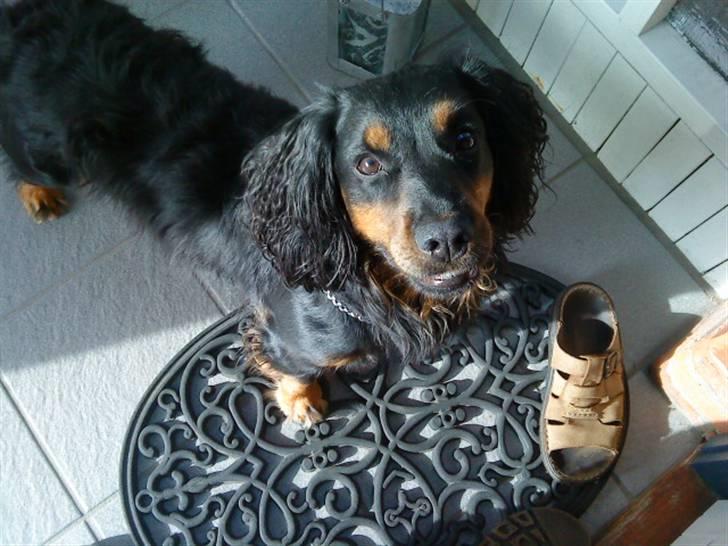 Field Trial spaniel Kenzo billede 10