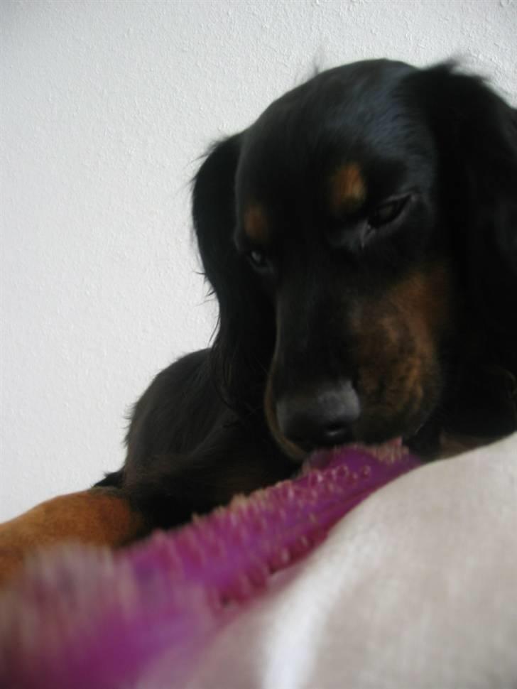 Field Trial spaniel Kenzo billede 11