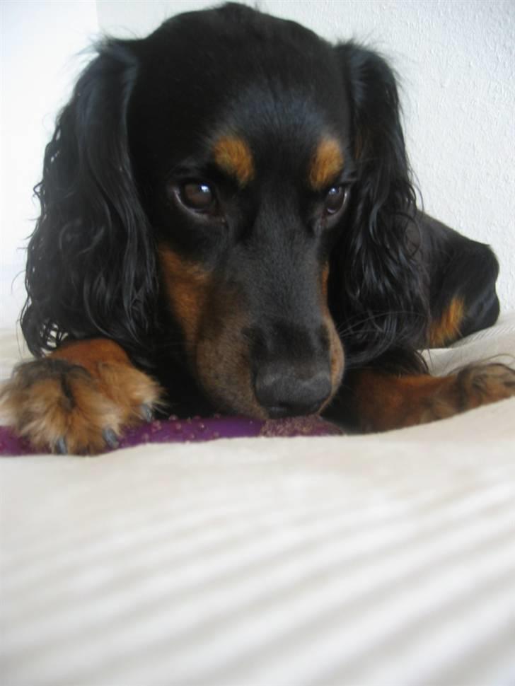 Field Trial spaniel Kenzo billede 12