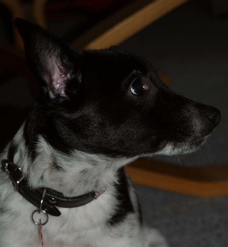 Blanding af racer Lucky - 21. januar 2009 billede 1