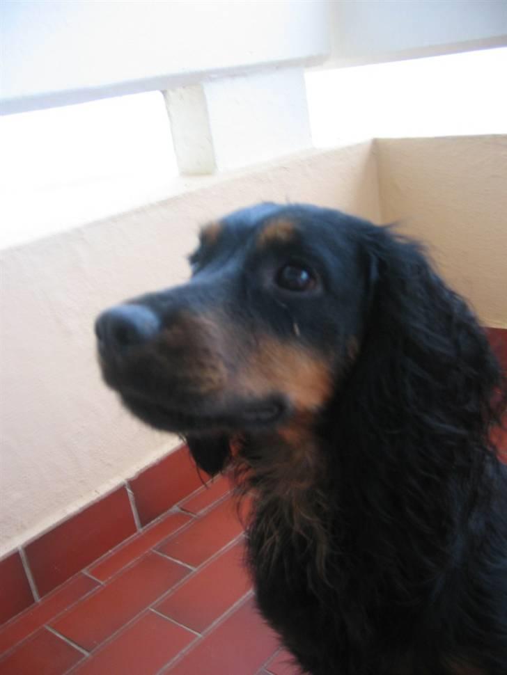 Field Trial spaniel Kenzo billede 13