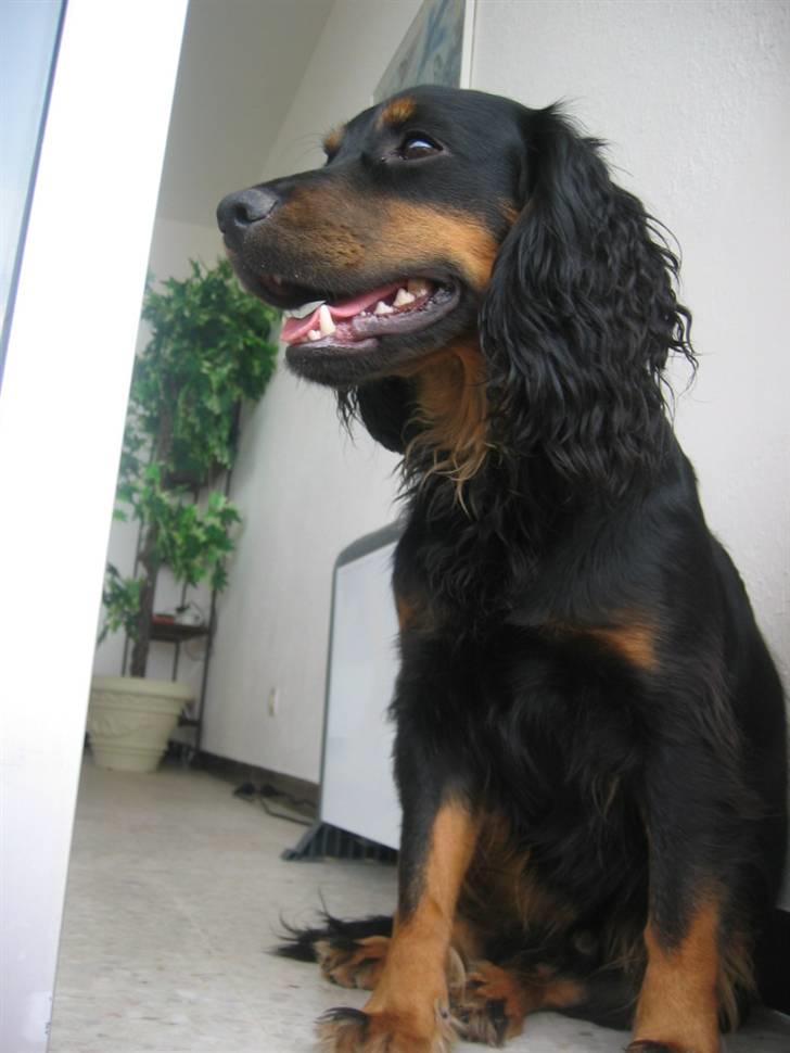 Field Trial spaniel Kenzo billede 14