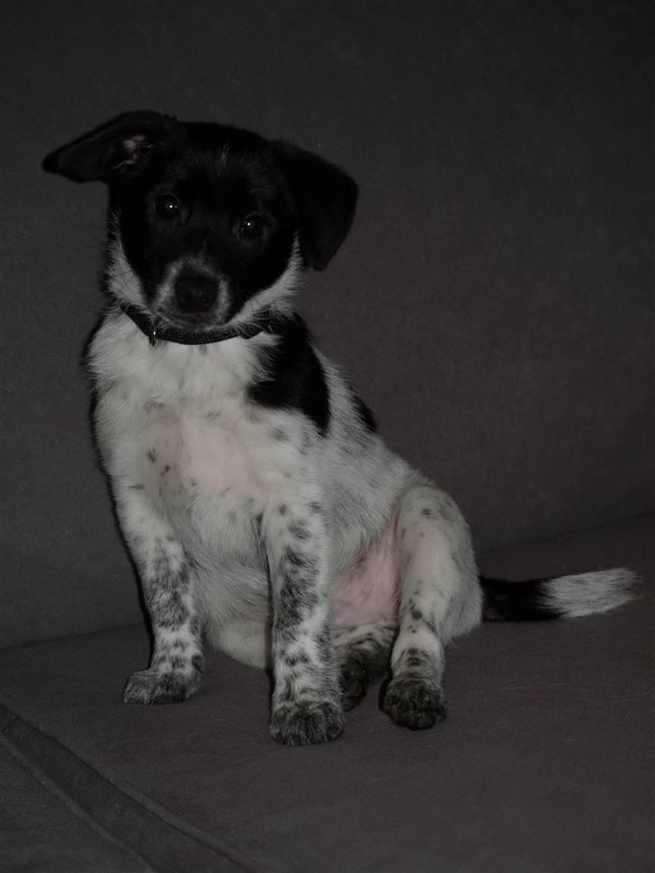 Blanding af racer Lucky - 16. december 2008 - min lille fotomodel! :) billede 2