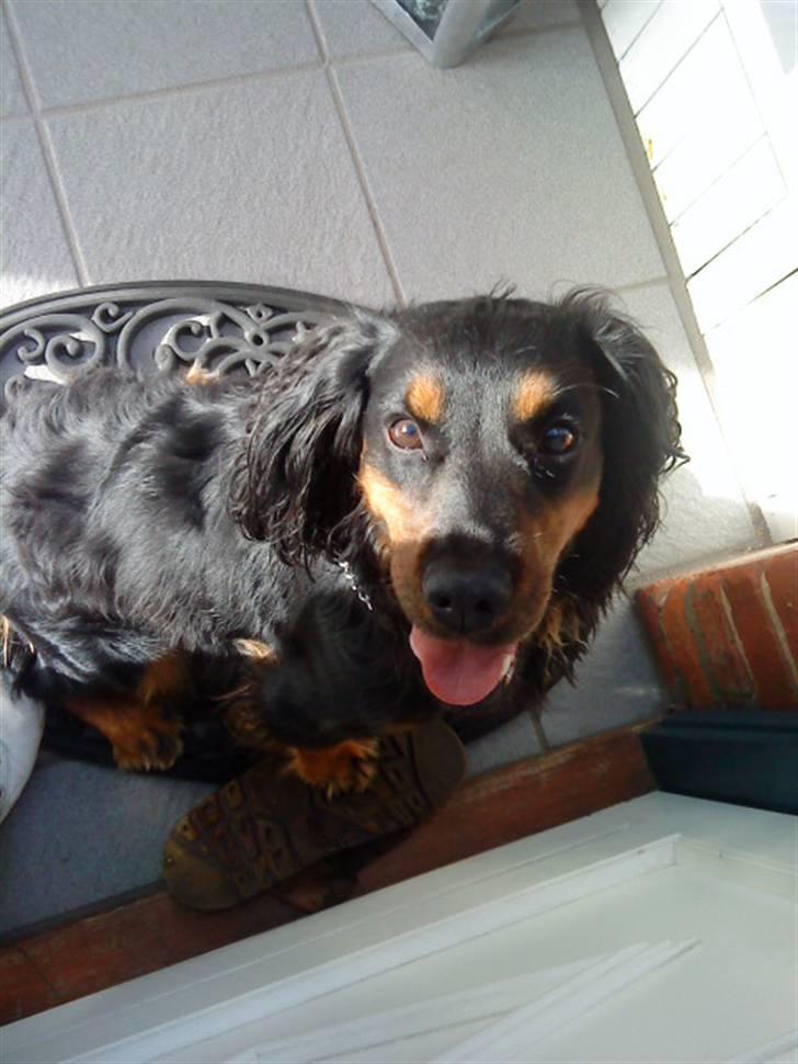 Field Trial spaniel Kenzo billede 15