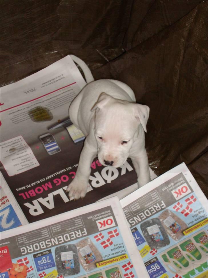 Blanding af racer coco billede 1