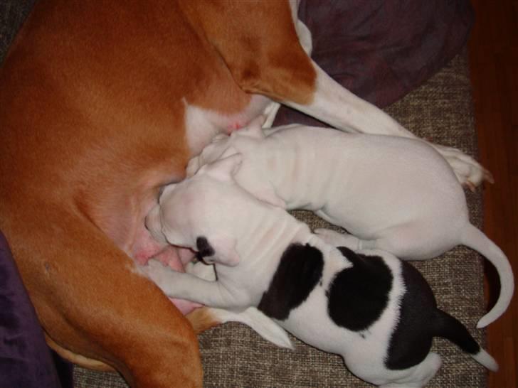 Blanding af racer coco billede 3