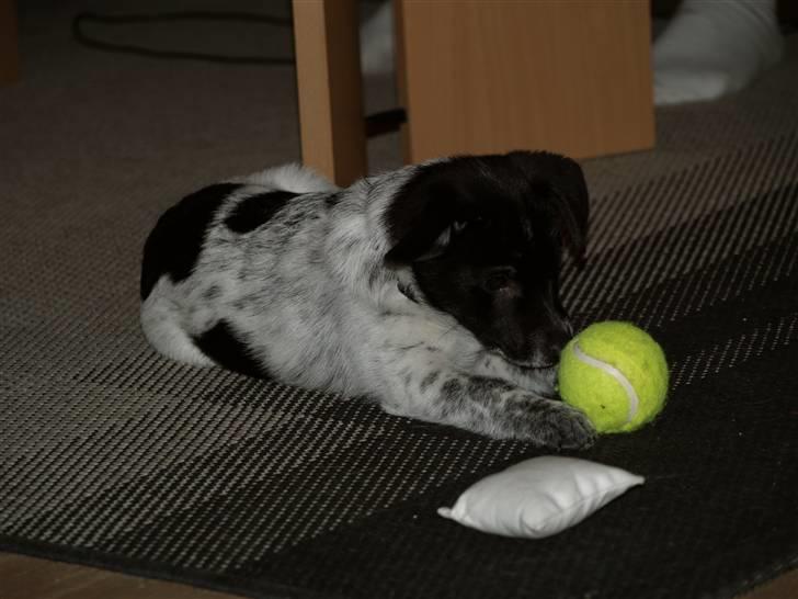 Blanding af racer Lucky - 16. december 2008 billede 7