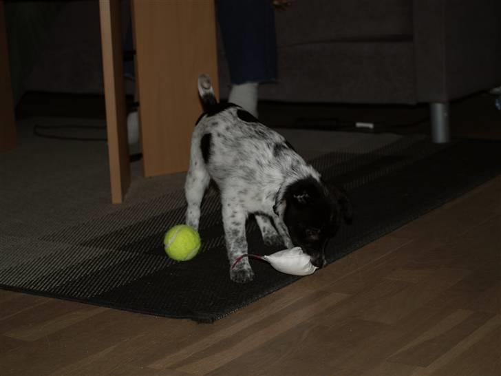 Blanding af racer Lucky - 16. december 2008 billede 8