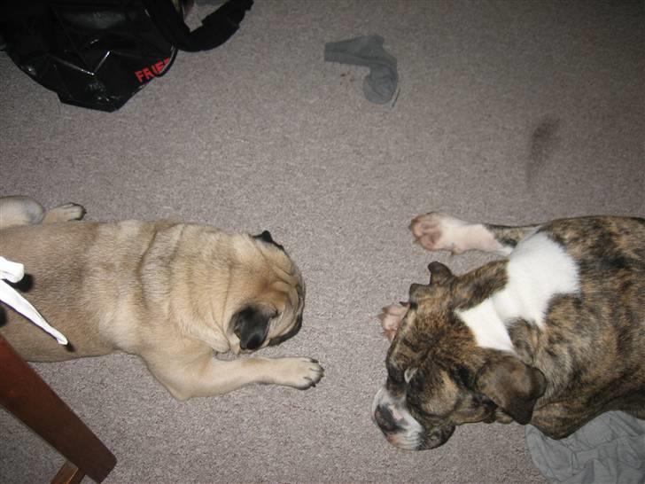 Olde english bulldogge Bertha - Bertha og kong Arthur billede 1