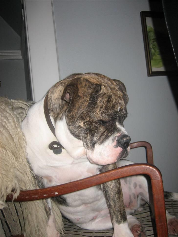 Olde english bulldogge Bertha - Har lige fundet en god stol billede 3