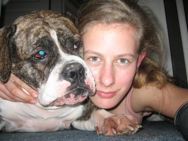 Olde english bulldogge Bertha - et kram er altid godt billede 4