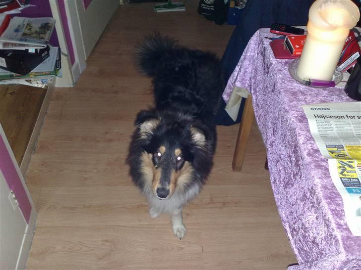 Collie langhåret Kenay (Nitopets) billede 7