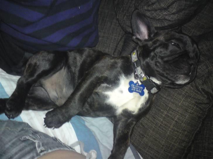 Fransk bulldog Charco billede 6