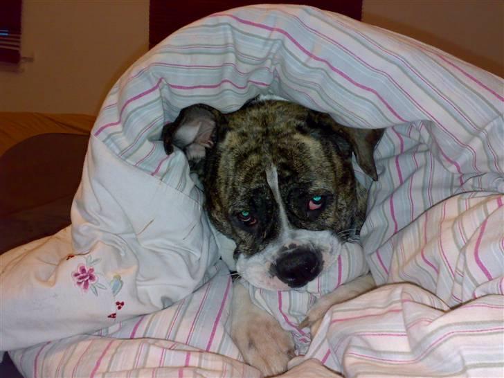 Olde english bulldogge Bertha - Sover lige igen :)  billede 5