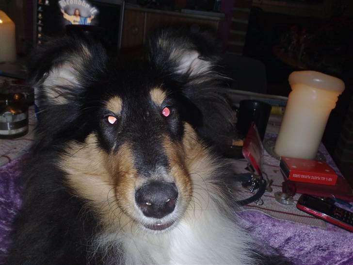 Collie langhåret Kenay (Nitopets) billede 8