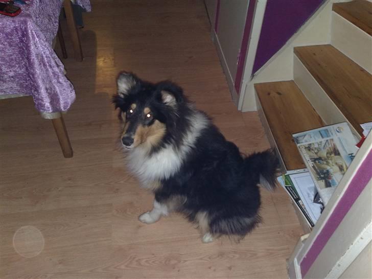 Collie langhåret Kenay (Nitopets) billede 9