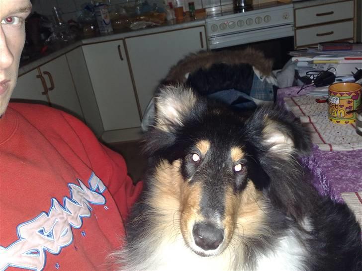 Collie langhåret Kenay (Nitopets) billede 10