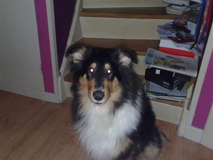 Collie langhåret Kenay (Nitopets) billede 11