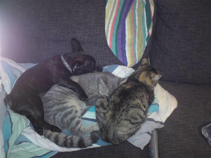 Fransk bulldog Charco billede 7