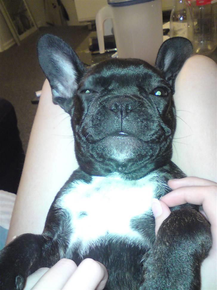 Fransk bulldog Charco billede 8