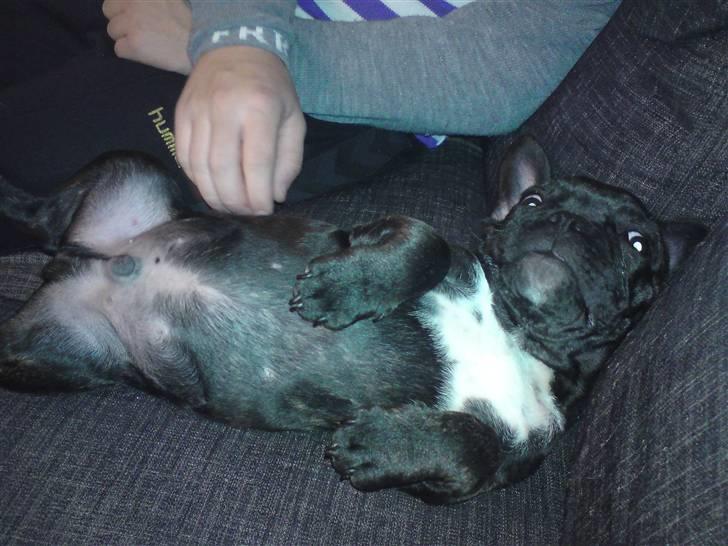 Fransk bulldog Charco billede 9