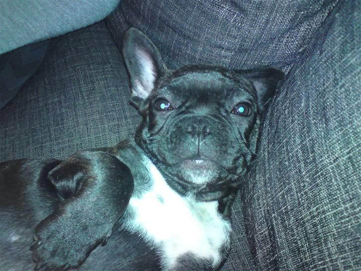 Fransk bulldog Charco billede 10