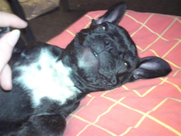 Fransk bulldog Charco billede 11